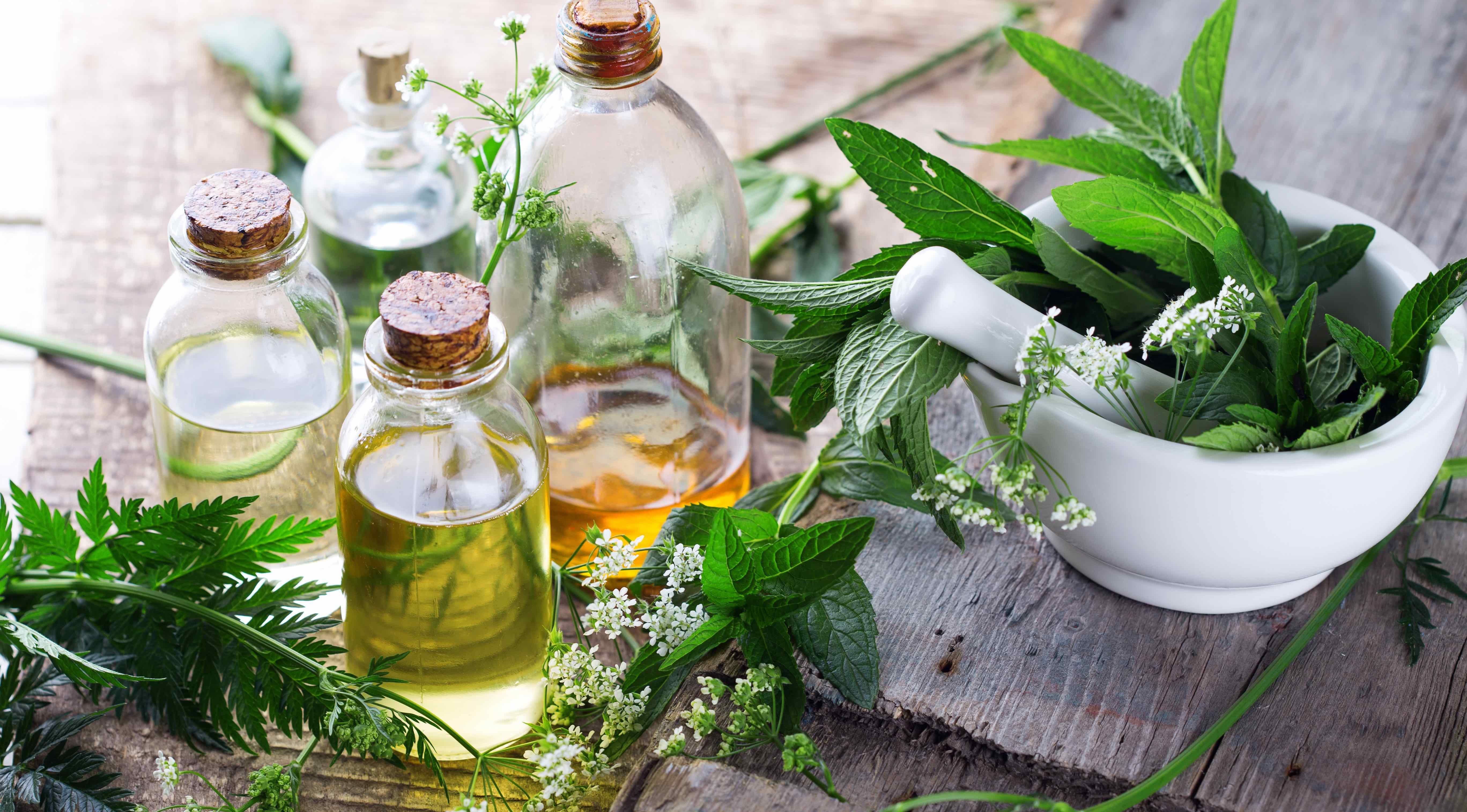 Отвар из сосновой хвои. Засушенные травы. Сушеные травы. Сушка лекарственных трав. Съедобные травы.