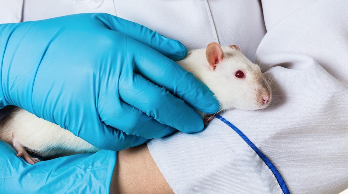 UK could allow animal testing for cosmetics ingredients